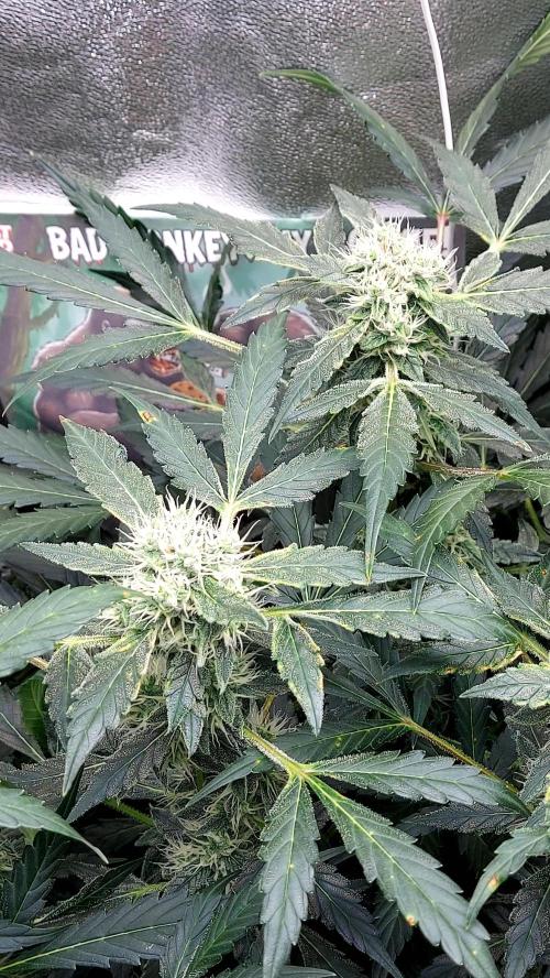 BEE HAPPY MAC 1 AUTOFLORAISON AUTOPOT. Week 8