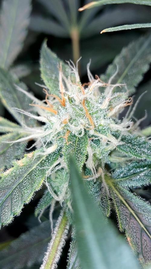 BEE HAPPY MAC 1 AUTOFLORAISON AUTOPOT. Week 8