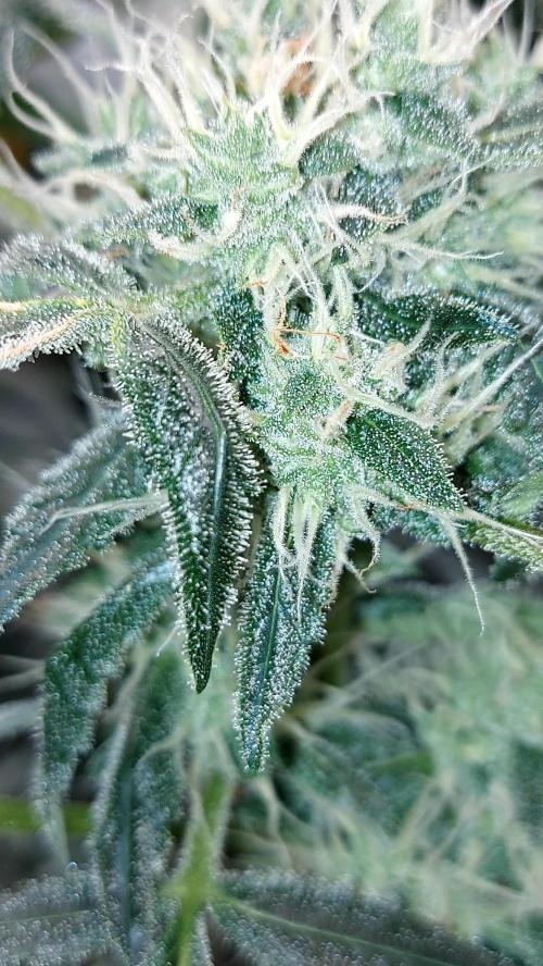 BEE HAPPY MAC 1 AUTOFLORAISON AUTOPOT. Week 8