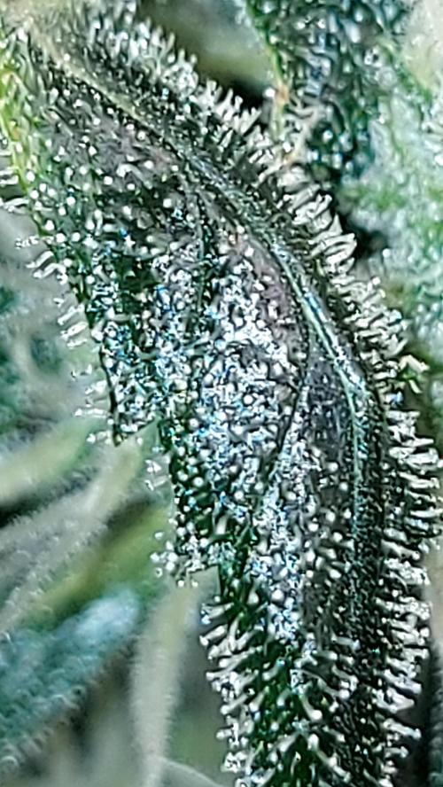 BEE HAPPY MAC 1 AUTOFLORAISON AUTOPOT. Week 8
