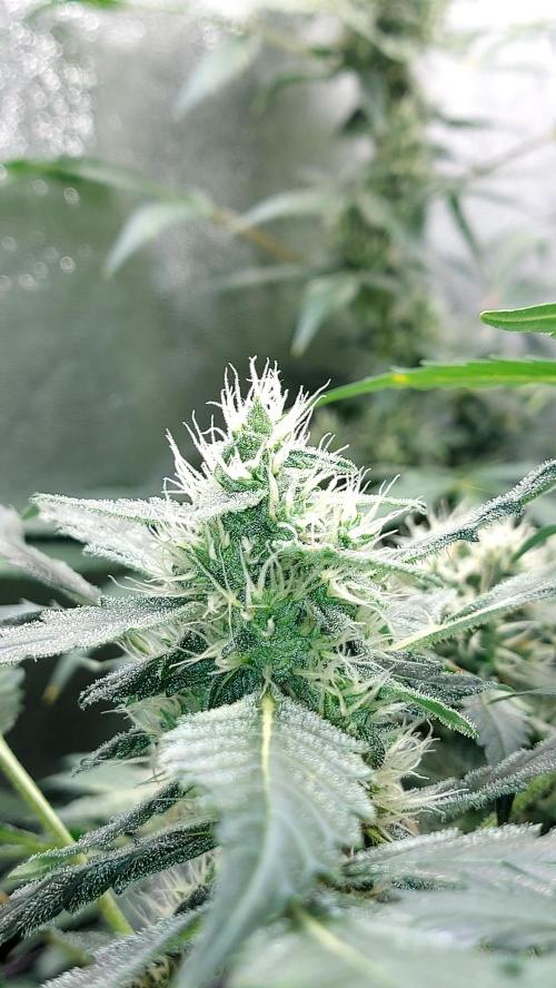 BEE HAPPY MAC 1 AUTOFLORAISON AUTOPOT. Week 8