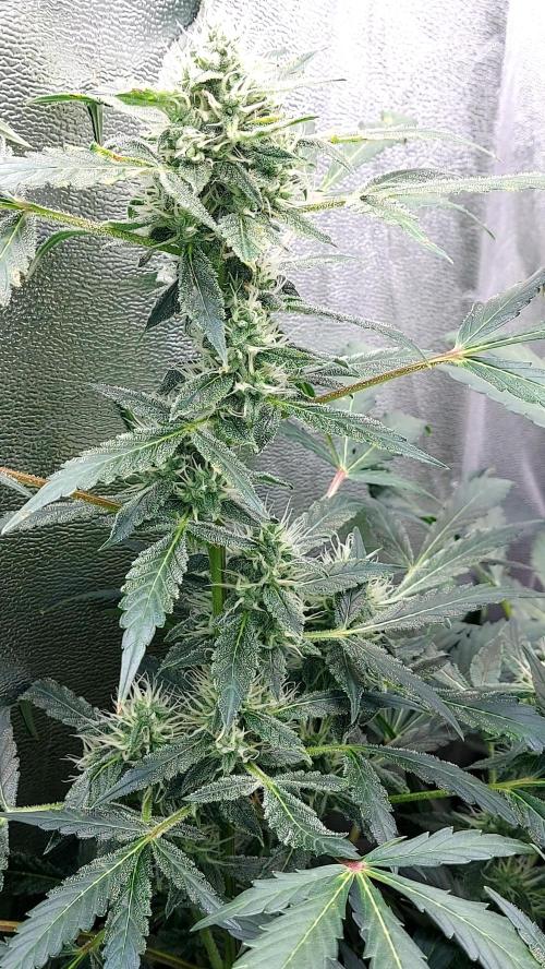 BEE HAPPY MAC 1 AUTOFLORAISON AUTOPOT. Week 8