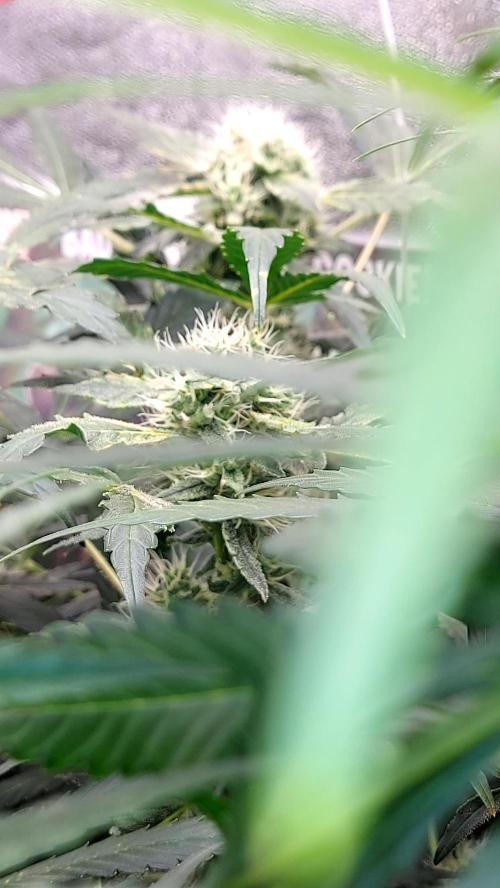 BEE HAPPY MAC 1 AUTOFLORAISON AUTOPOT. Week 8