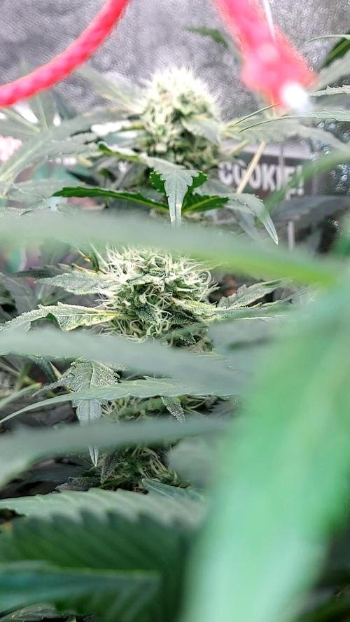 BEE HAPPY MAC 1 AUTOFLORAISON AUTOPOT. Week 8