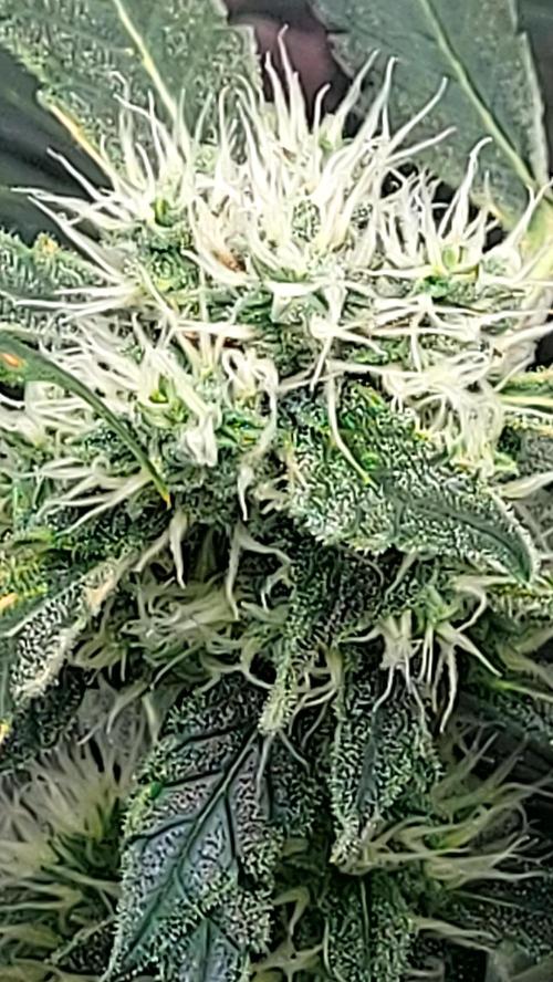BEE HAPPY MAC 1 AUTOFLORAISON AUTOPOT. Week 8