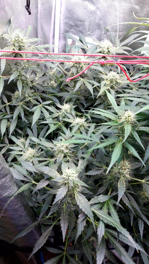 MAC1 Autoflower. Week 8