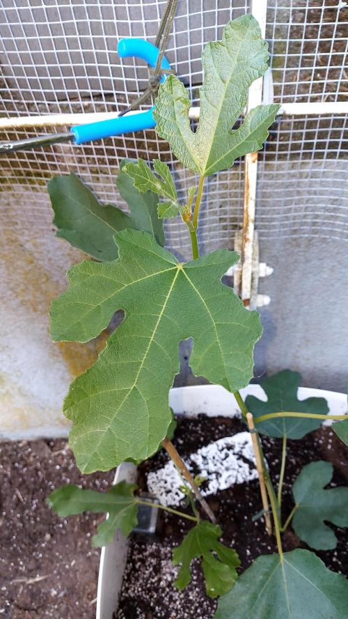 plante figue biotabs outdor. Week 0