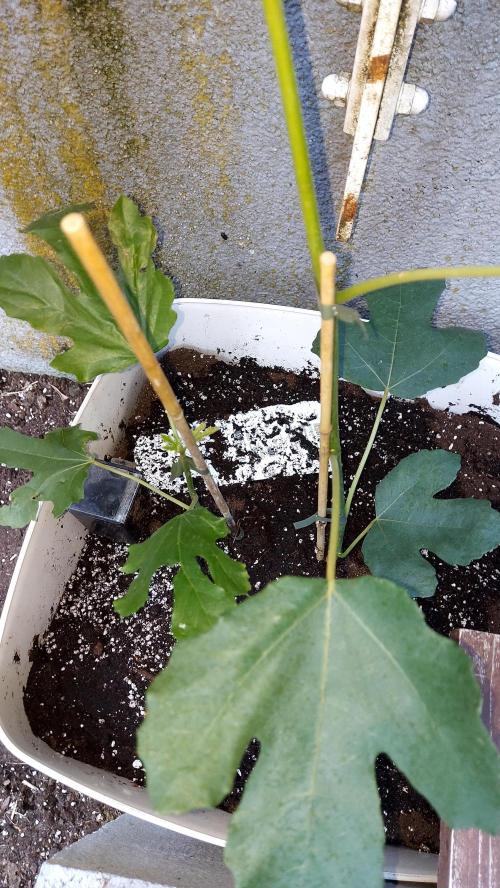plante figue biotabs outdor. Week 0