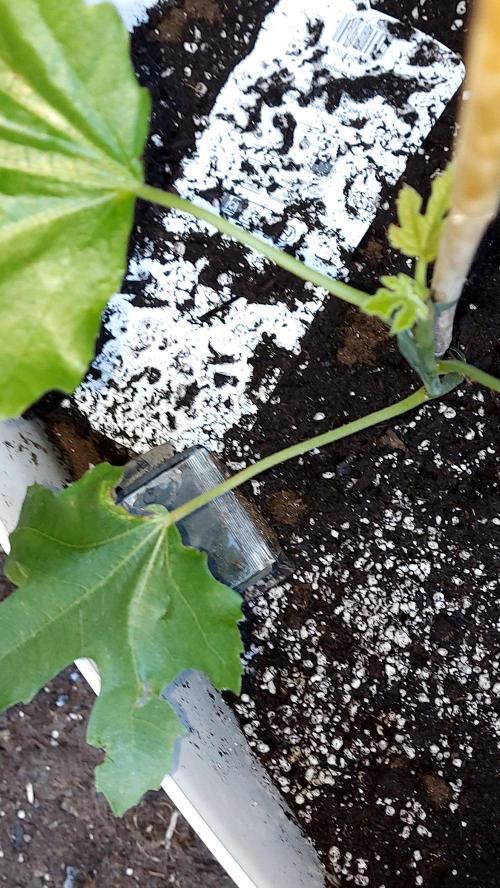 plante figue biotabs outdor. Week 0