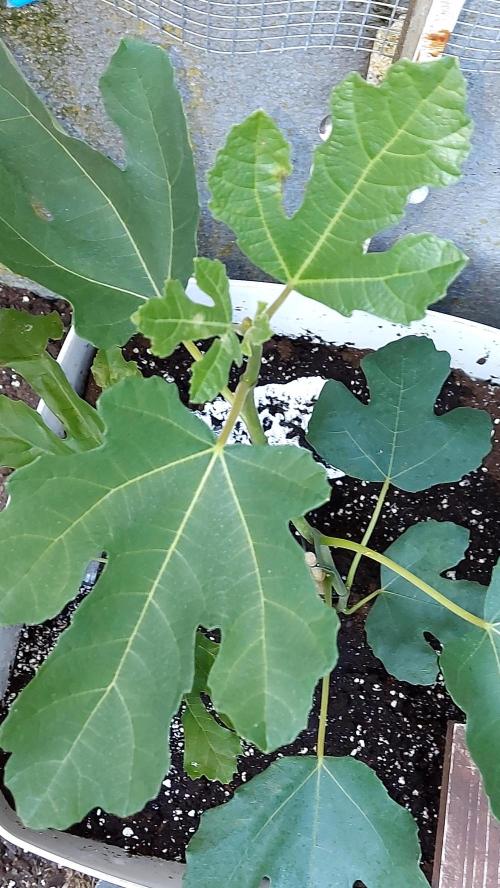 plante figue biotabs outdor. Week 0