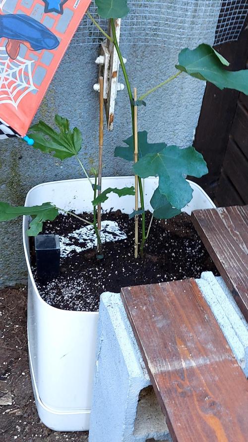 plante figue biotabs outdor. Week 0