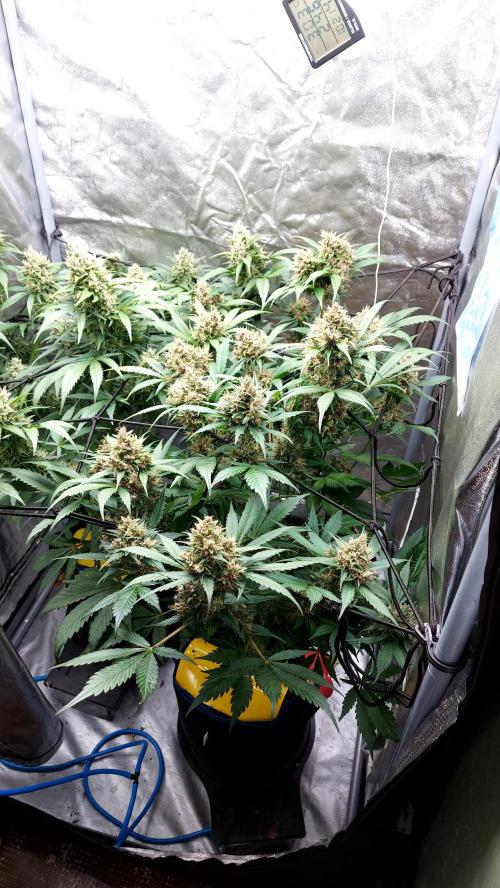 BABOUCH frostbanger ( essais Autopots, ). Week 9