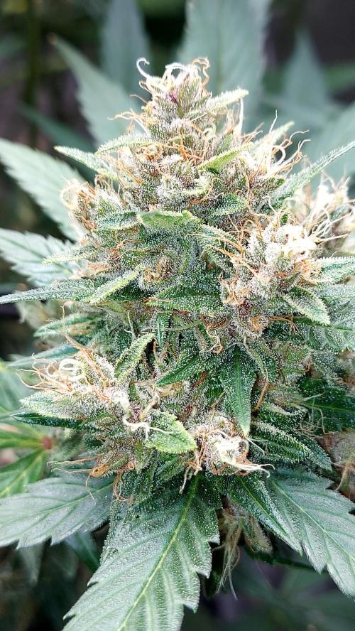BABOUCH frostbanger ( essais Autopots, ). Week 9
