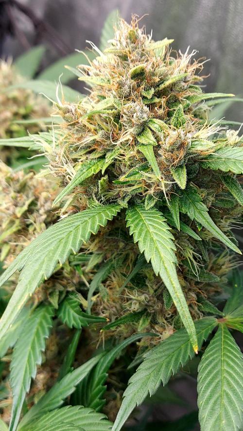 BABOUCH frostbanger ( essais Autopots, ). Week 9