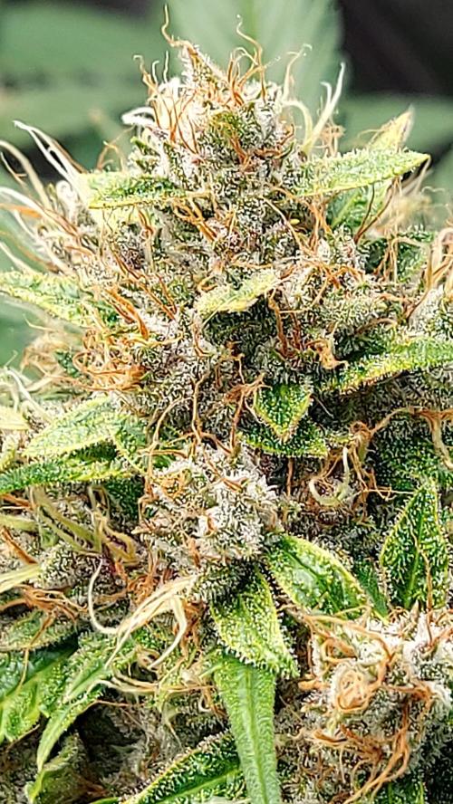 BABOUCH frostbanger ( essais Autopots, ). Week 9