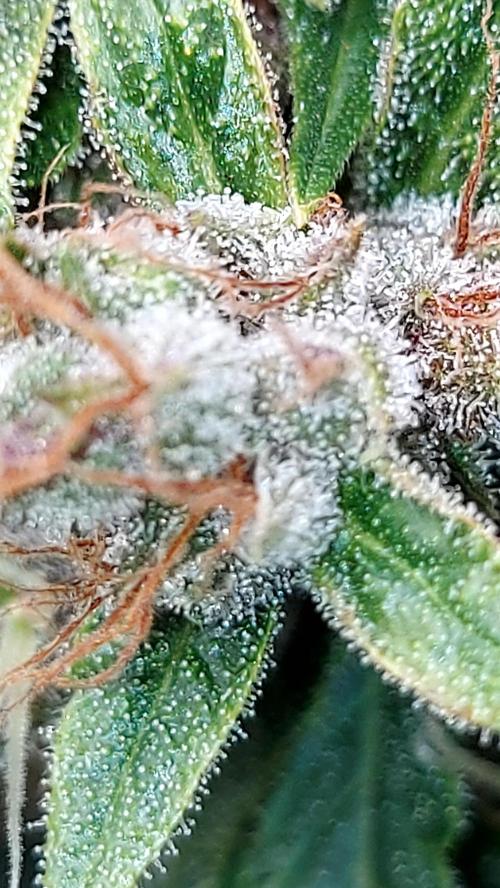 BABOUCH frostbanger ( essais Autopots, ). Week 9