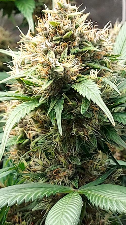 BABOUCH frostbanger ( essais Autopots, ). Week 9