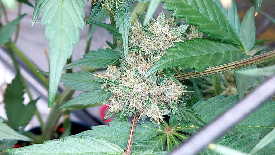 BABOUCH frostbanger ( essais Autopots, ). Week 9