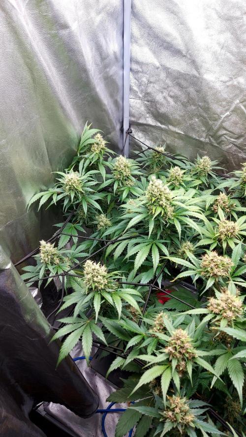 DORA frostbanger auto expérience. Week 9