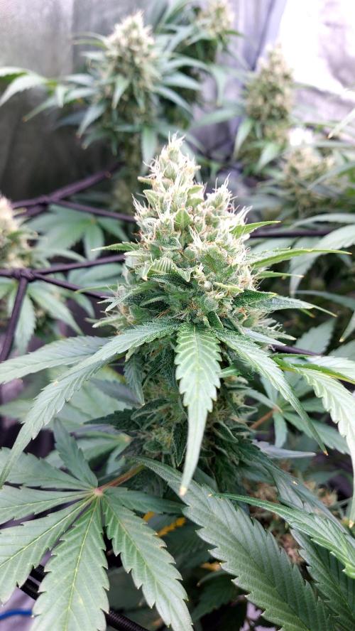 DORA frostbanger auto expérience. Week 9