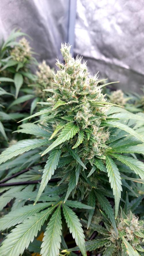 DORA frostbanger auto expérience. Week 9