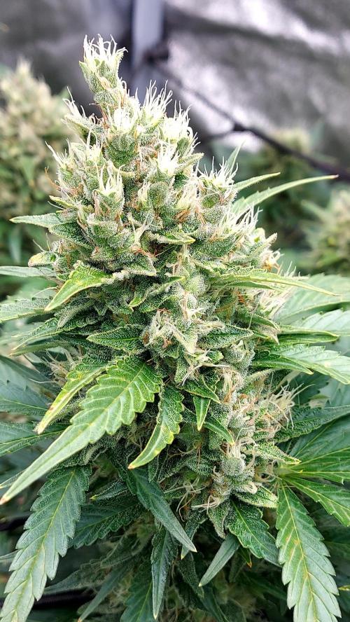 DORA frostbanger auto expérience. Week 9