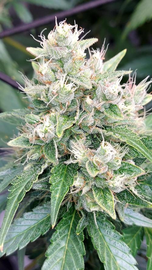 DORA frostbanger auto expérience. Week 9