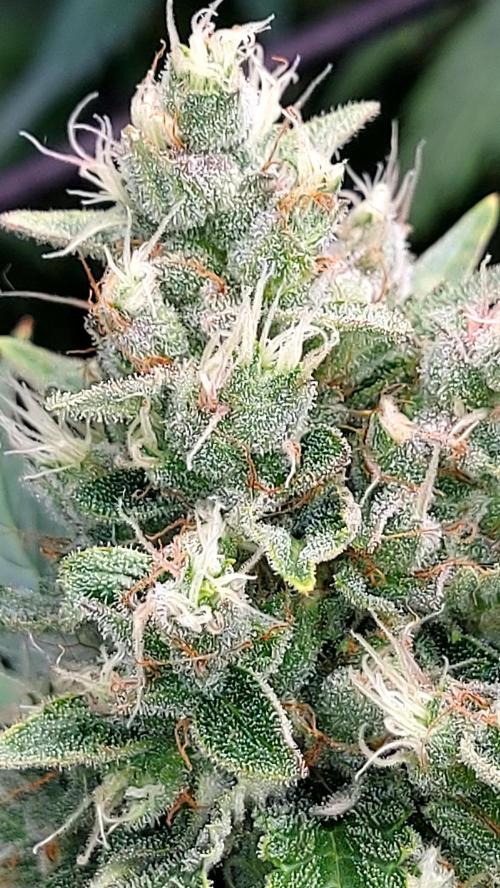DORA frostbanger auto expérience. Week 9