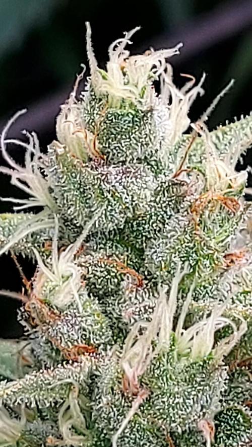 DORA frostbanger auto expérience. Week 9