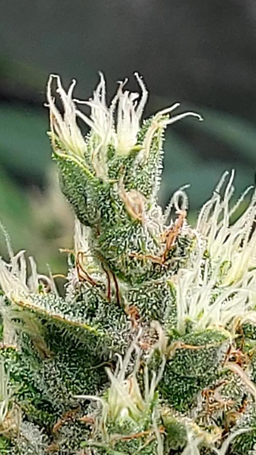 DORA frostbanger auto expérience. Week 9