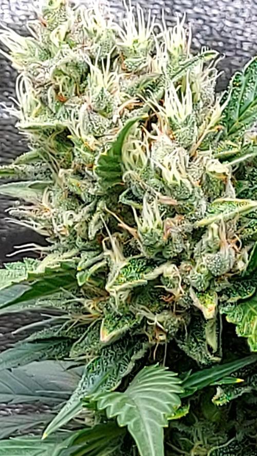 DORA frostbanger auto expérience. Week 9