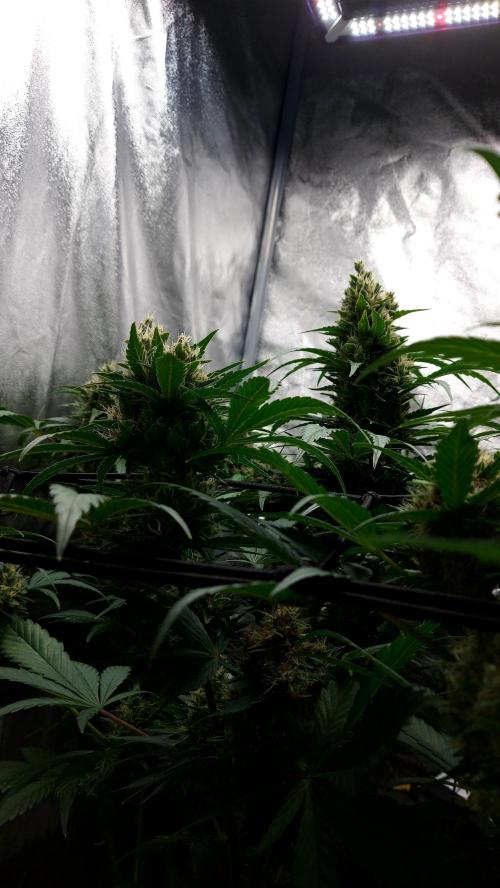 DORA frostbanger auto expérience. Week 9