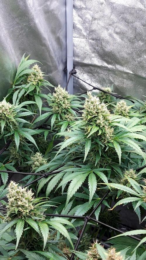 DORA frostbanger auto expérience. Week 9