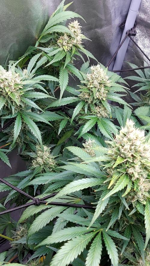 DORA frostbanger auto expérience. Week 9