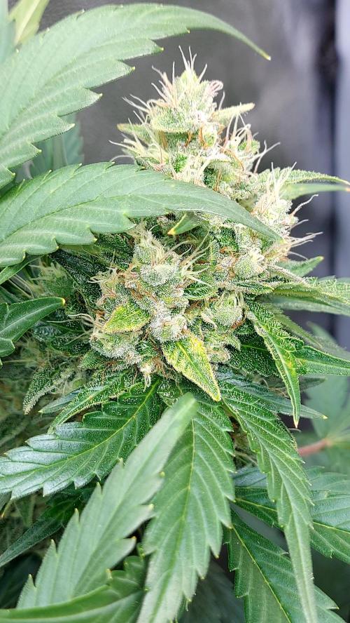 DORA frostbanger auto expérience. Week 9