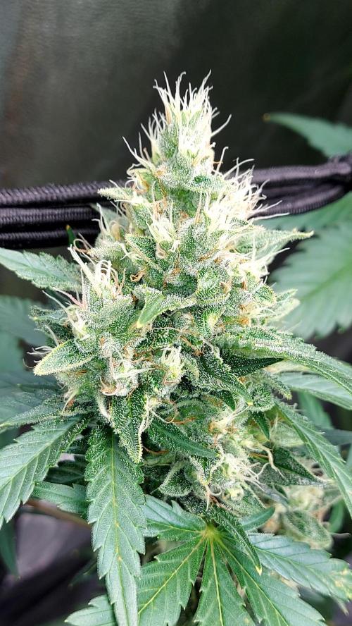 DORA frostbanger auto expérience. Week 9