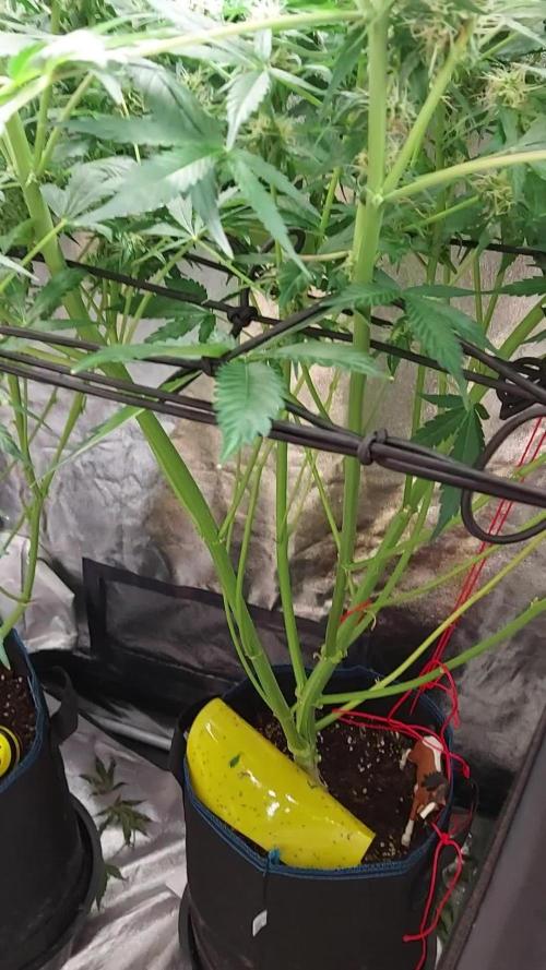 SPIRIT MAC 1 ( 2 ème plante )