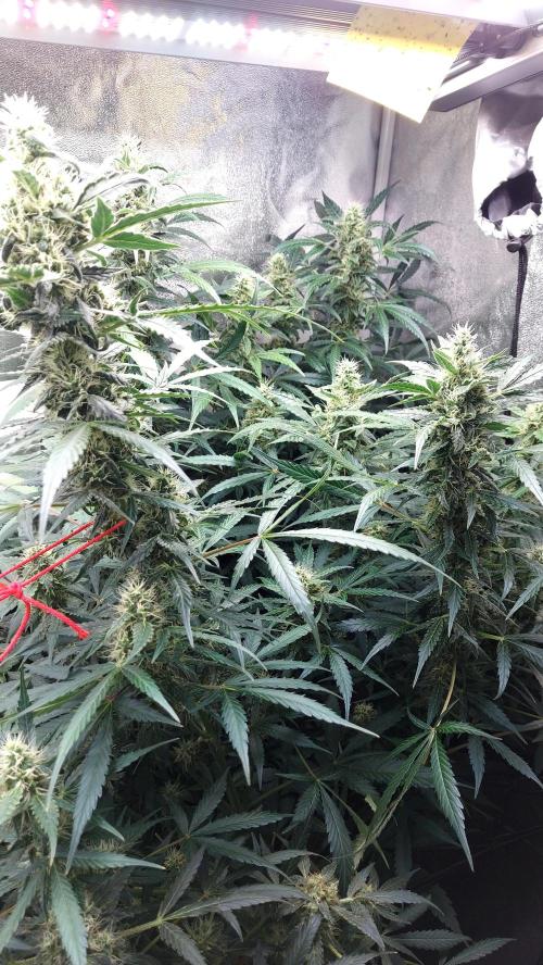SPIRIT MAC 1 ( 2 ème plante ). Week 9