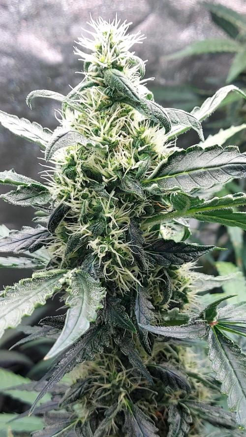 SPIRIT MAC 1 ( 2 ème plante ). Week 9