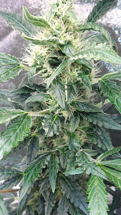 SPIRIT MAC 1 ( 2 ème plante ). Week 9