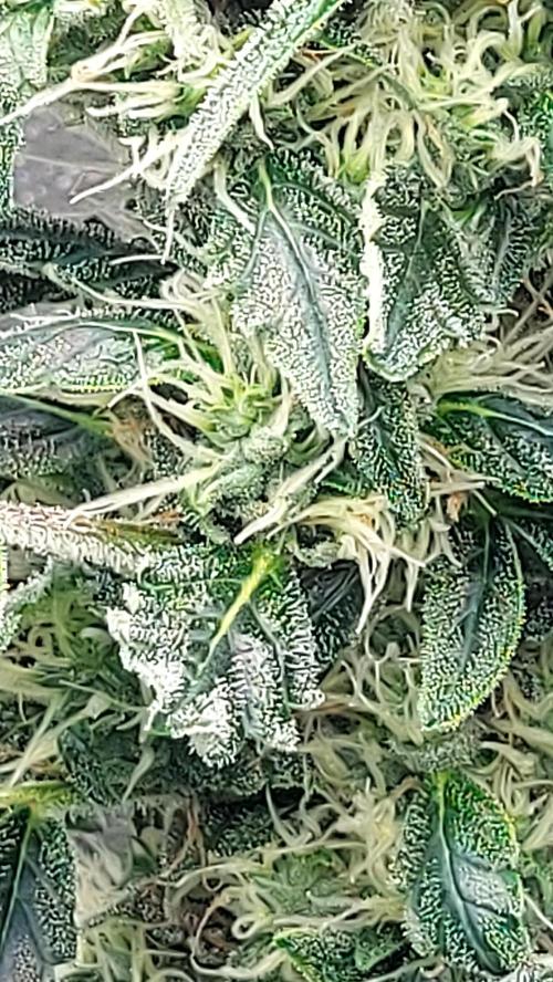 SPIRIT MAC 1 ( 2 ème plante ). Week 9
