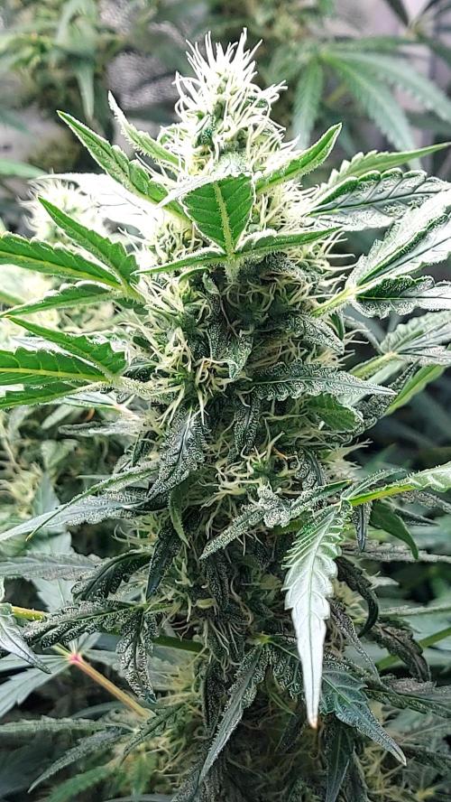 SPIRIT MAC 1 ( 2 ème plante ). Week 9
