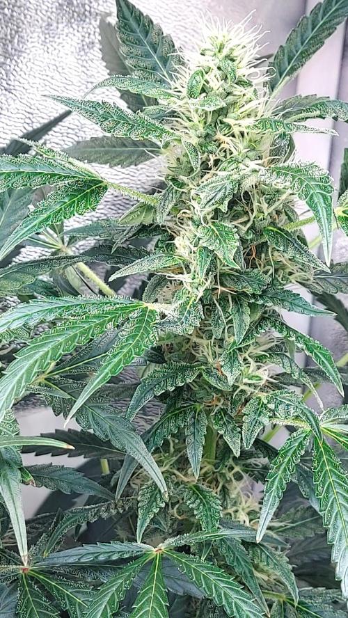 SPIRIT MAC 1 ( 2 ème plante ). Week 9