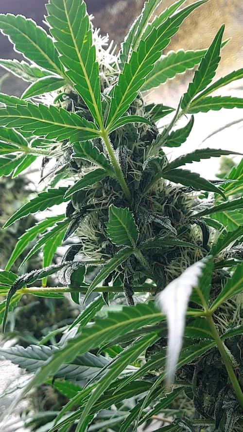 SPIRIT MAC 1 ( 2 ème plante ). Week 9