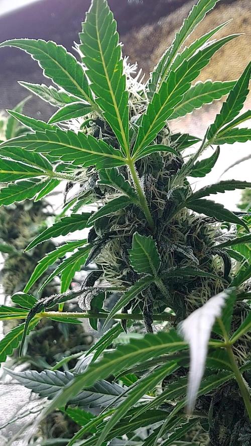 SPIRIT MAC 1 ( 2 ème plante ). Week 9