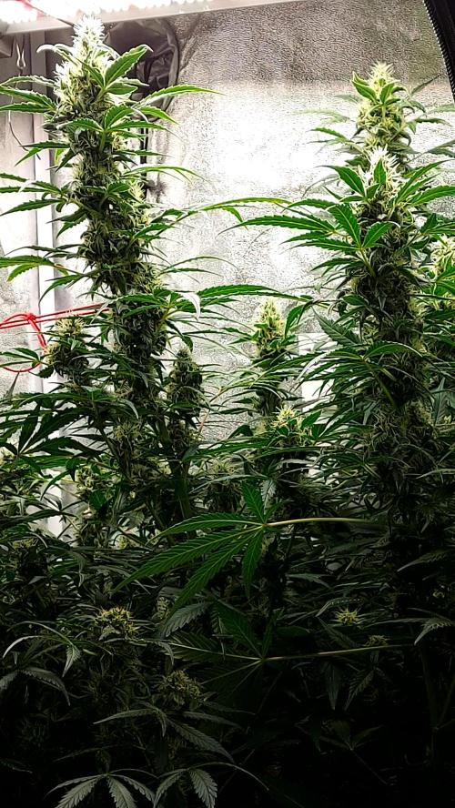 SPIRIT MAC 1 ( 2 ème plante ). Week 9