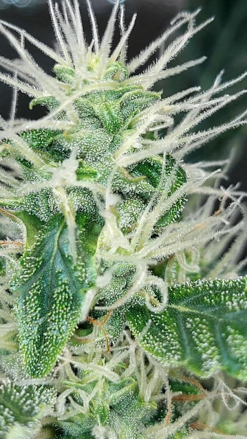 SPIRIT MAC 1 ( 2 ème plante ). Week 9