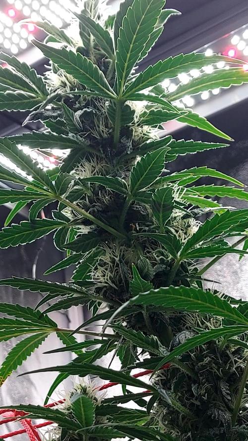 SPIRIT MAC 1 ( 2 ème plante ). Week 9
