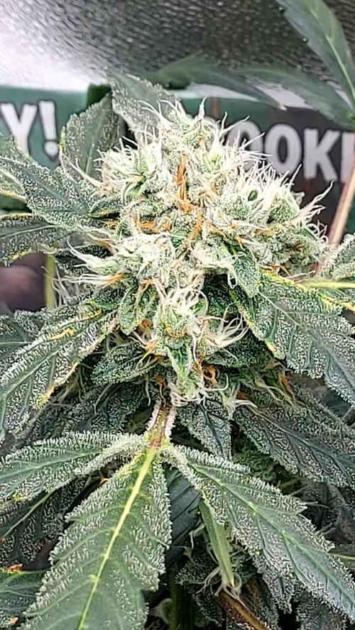 BEE HAPPY MAC 1 AUTOFLORAISON AUTOPOT. Week 9