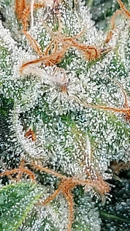 BEE HAPPY MAC 1 AUTOFLORAISON AUTOPOT. Week 9